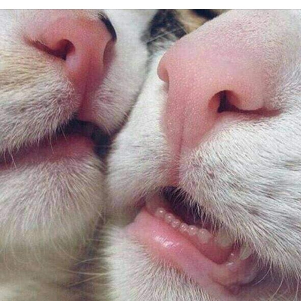 Meet your Posher, Chantel